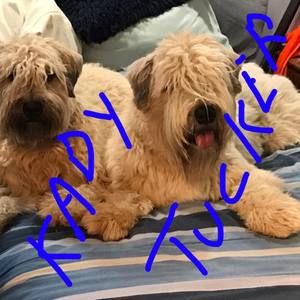 Meet your Posher, Frank